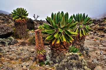 Umbwe Route Trek