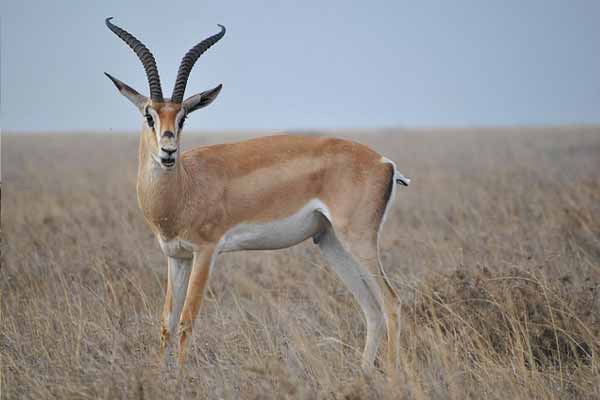 Ruaha National Park