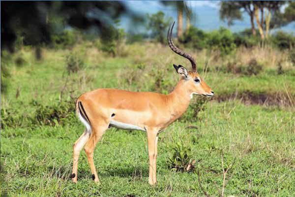 Arusha National Park