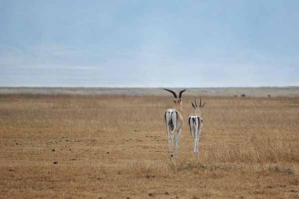 Tarangire National Park