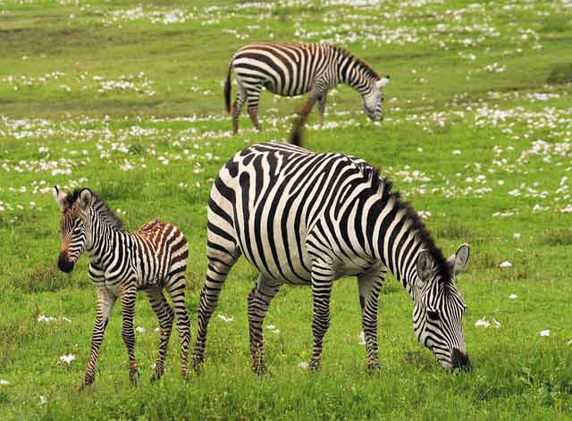 Arusha