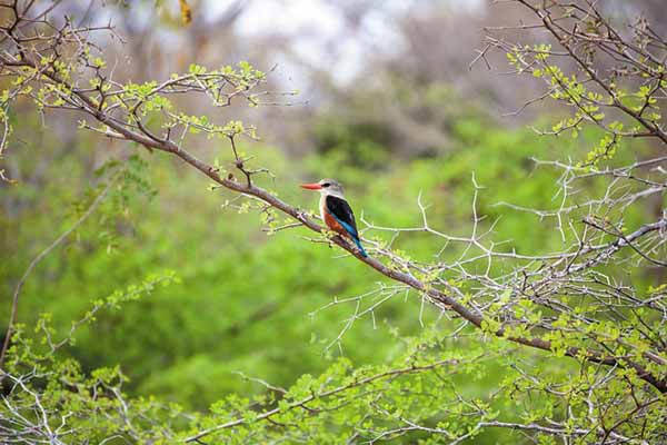 Wildlife Encounter