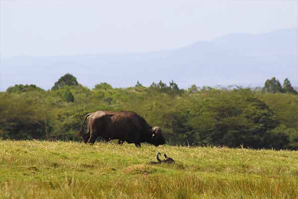 Serengeti Safari