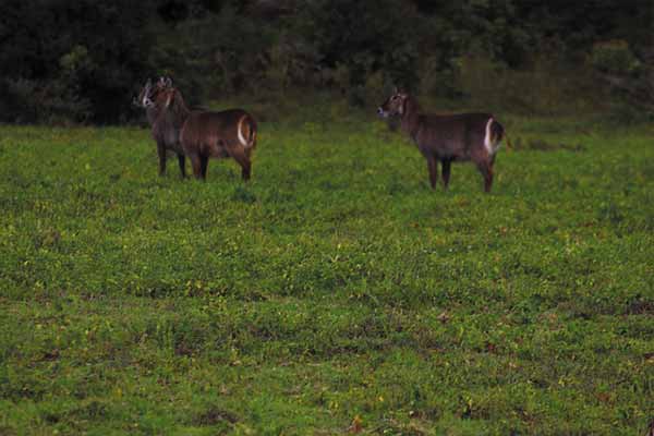 Game Drives in Tarangire