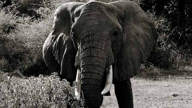 Ndutu Wildlife