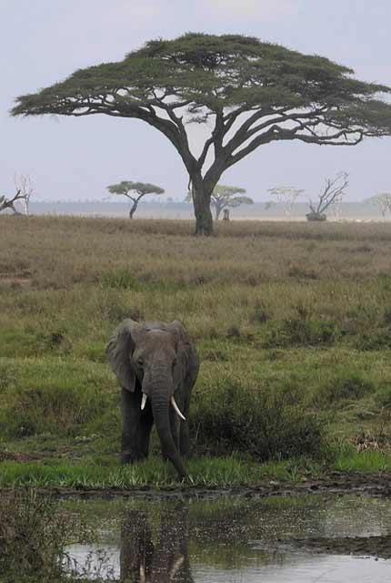 Ruaha National Park