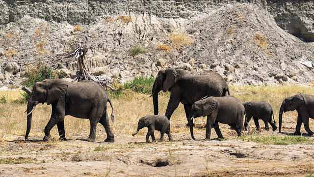 Elephants in Mikumi