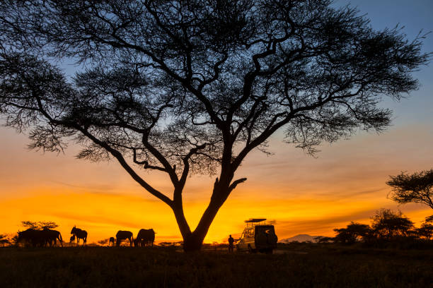Ruaha National Park