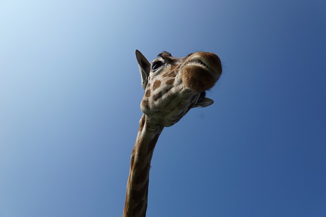 Ruaha National Park