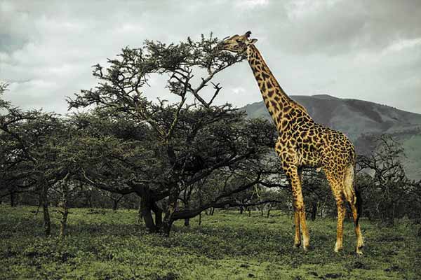 Ruaha National Park