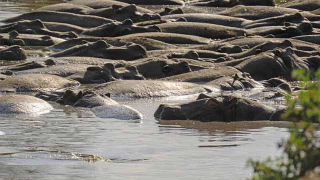 Selous Game Reserve