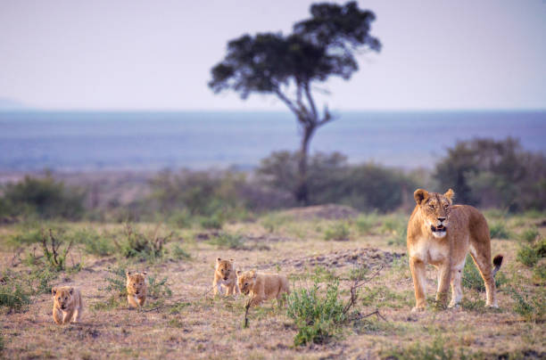 Safari