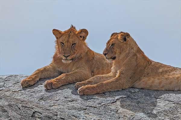 Lake Manyara Safari