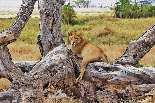 Ngorongoro Crater