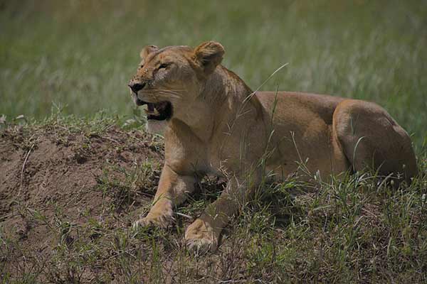 Tarangire National Park