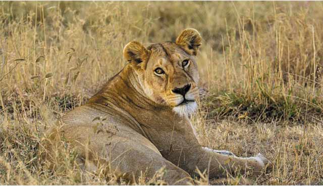 Central Serengeti