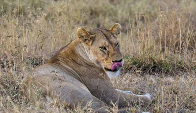 Safari Experience