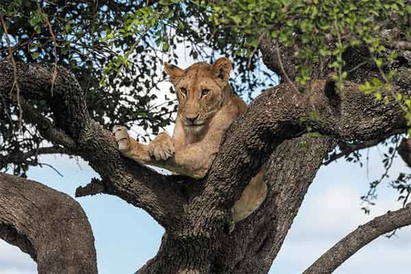 Lake Manyara Adventure
