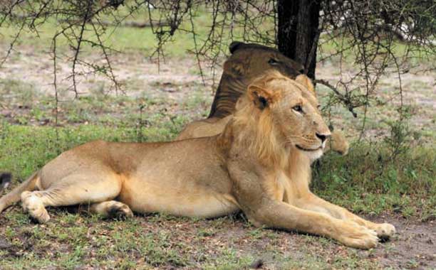 Ngorongoro Crater