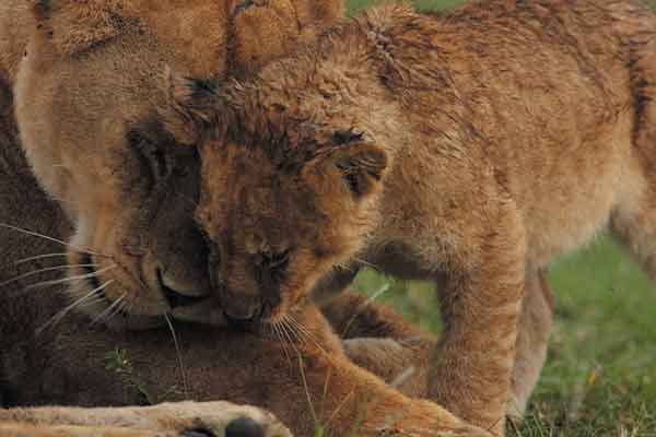 Selous Safari Adventure