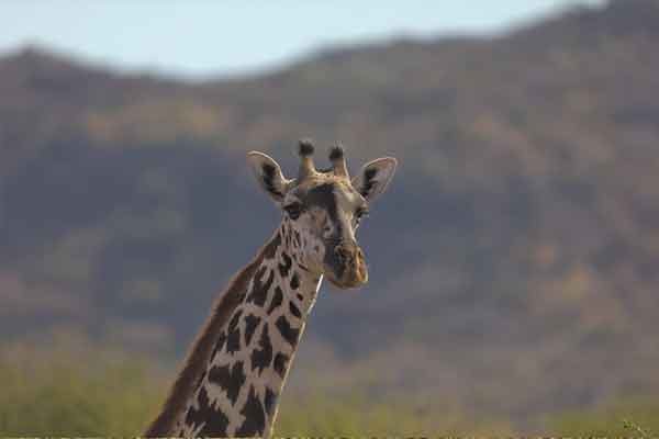 Lake Manyara National Park