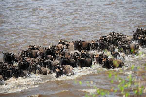 Lake Manyara Wildlife