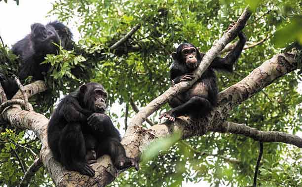 Gombe Stream National Park