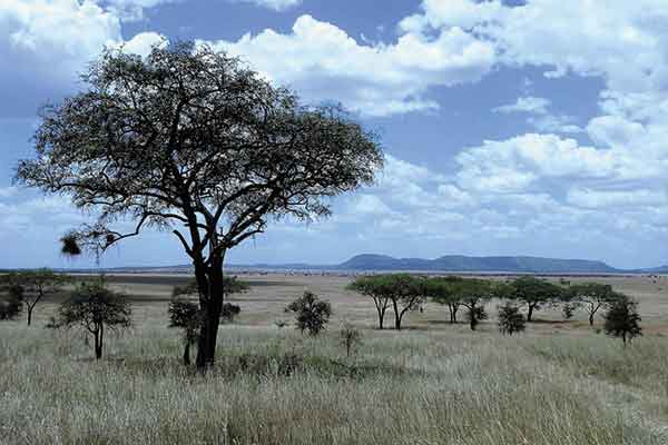 Health precautions for safaris