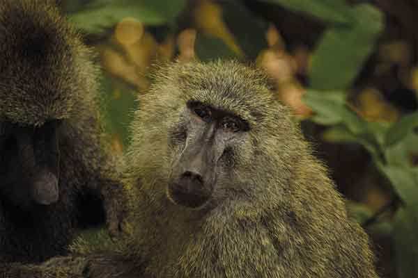 Ndutu