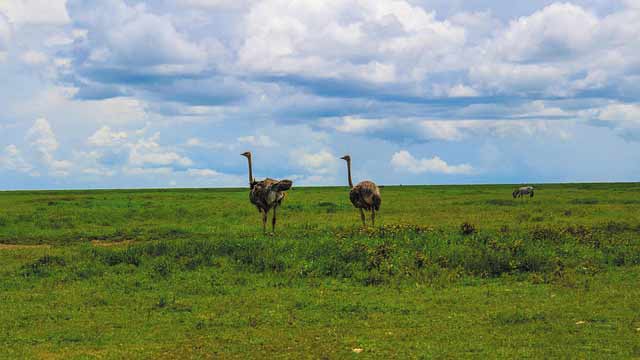 Selous Wildlife