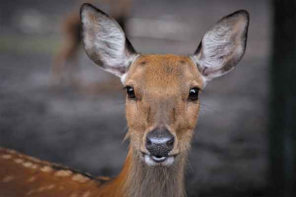Ruaha National Park