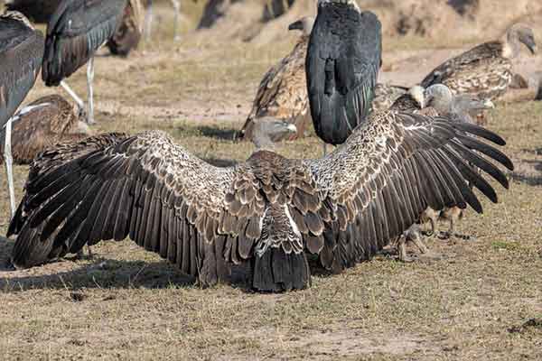 Tarangire National Park