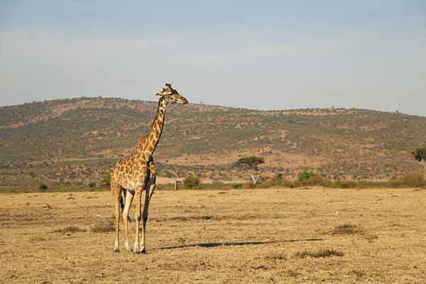 Ngorongoro Crater Safari
