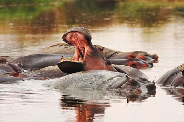What is the wildlife experience like?