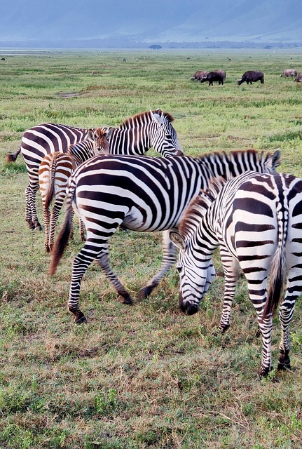 Safari