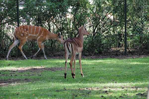 Duration of Tanzania safaris