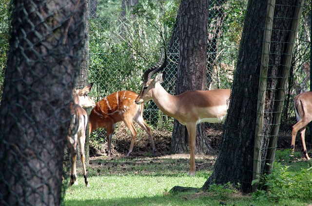 Wildlife Safari