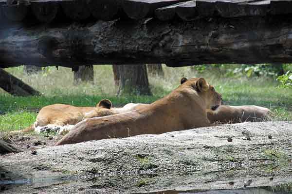 Selous Game Reserve