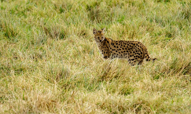 Walking Safaris