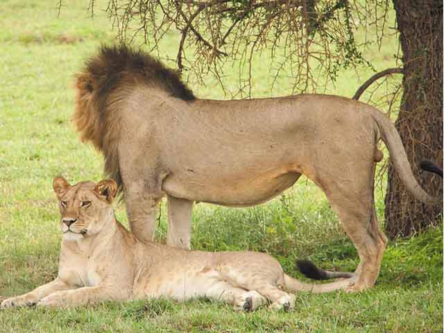 Tarangire National Park