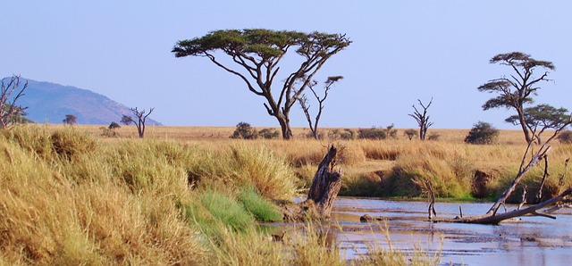 Tarangire Wildlife