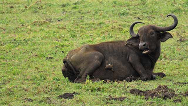 Serengeti