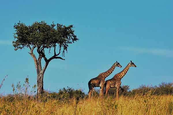 Selous Game Reserve Safari