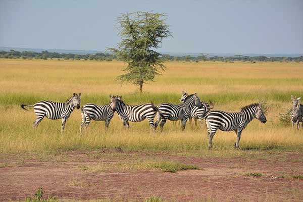 Safari