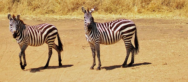 Ngorongoro Crater