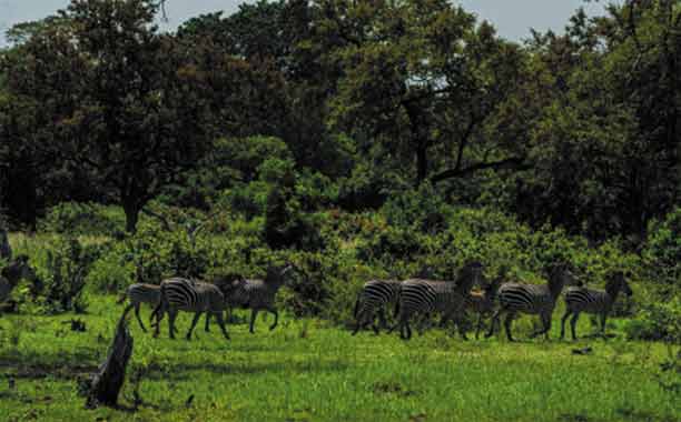 Walking Safaris