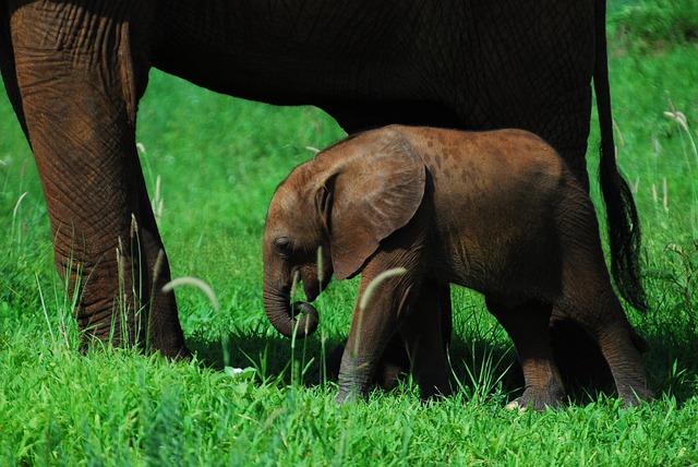 Southern Tanzania Safari Adventure – Nyerere National Park & Mikumi National Park