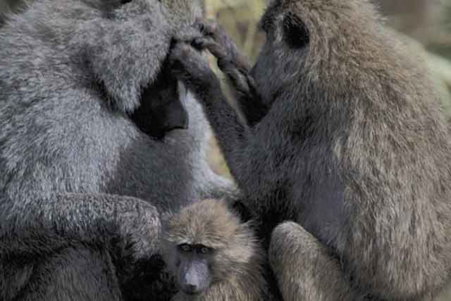 Ngorongoro  National Park tours gallery image
