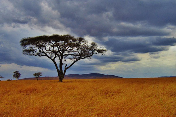 Tarangire National Park main image
