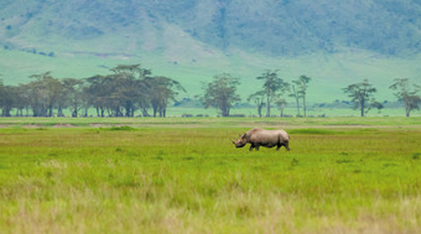 Ngorongoro  National Park tours gallery image